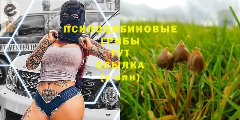 Галлюциногенные грибы Psilocybe  где продают   Кондопога 